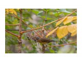 Aralia elata
Turdus obscurus

Просмотров: 275
Комментариев: 0