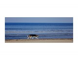 DSC06294
Пёс, бегущий краем моря...

Просмотров: 442
Комментариев: 0