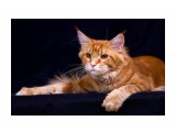 Название: Феликс
Фотоальбом: Наш кот Феликс
Категория: Животные
Фотограф: Arishka

Время съемки/редактирования: 2012:02:13 19:49:13
Фотокамера: SONY - SLT-A77V



Просмотров: 1578
Комментариев: 0