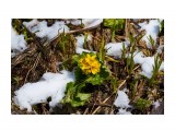 Цветёт, невзирая на снег )
Фотограф: VictorV

Просмотров: 594
Комментариев: 0