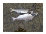 Название: Любовь до гроба
Фотоальбом: Разное
Категория: Рыбалка, охота

Время съемки/редактирования: 2016:10:03 15:37:41
Фотокамера: SONY - DSC-WX60
Диафрагма: f/4.0
Выдержка: 1/125
Фокусное расстояние: 753/100



Просмотров: 641
Комментариев: 0