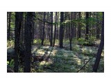 Лес с ягельными полянами
Фотограф: vikirin

Просмотров: 2598
Комментариев: 0