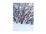 В снегу..
Фотограф: vikirin

Просмотров: 2826
Комментариев: 0