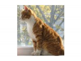 CAT-3