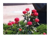 Название: DSC01833
Фотоальбом: Роза - королева цветов
Категория: Цветы
Фотограф: Тигрёнок...

Просмотров: 338
Комментариев: 0