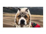 шапка на зиму - кошачий малахай

Просмотров: 3331
Комментариев: 0