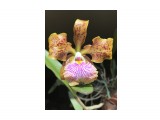 Cattleya velutina
Фотограф: Marion

Просмотров: 740
Комментариев: 0