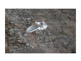 В полет..
Фотограф: vikirin

Просмотров: 2406
Комментариев: 0