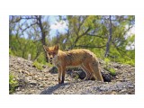 лиса Настя.

Просмотров: 2370
Комментариев: 0