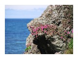 В августе на горячих скалах распускаются очитки малиновыми цветами...
Фотограф: vikirin

Просмотров: 5128
Комментариев: 1