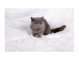 Название: Soffy Нестор
Фотоальбом: британцы п-ка "Soffy"
Категория: Животные

Время съемки/редактирования: 2011:02:05 15:05:10
Фотокамера: Canon - Canon EOS 5D Mark II
Диафрагма: f/6.3
Выдержка: 1/160
Фокусное расстояние: 50/1
Светочуствительность: 100


Просмотров: 627
Комментариев: 0