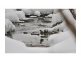Оляпка
Фотограф: Tsygankov Yuriy

Просмотров: 664
Комментариев: 0