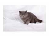 Название: Soffy Нестор
Фотоальбом: британцы п-ка "Soffy"
Категория: Животные

Время съемки/редактирования: 2011:02:05 15:05:39
Фотокамера: Canon - Canon EOS 5D Mark II
Диафрагма: f/6.3
Выдержка: 1/160
Фокусное расстояние: 50/1
Светочуствительность: 100


Просмотров: 731
Комментариев: 0