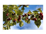 Поздние яблочки.. В саду Орловой Т.Д.
Фотограф: vikirin

Просмотров: 1528
Комментариев: 0