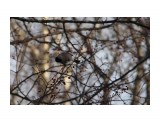 Название: в парке
Фотоальбом: птички
Категория: Животные

Время съемки/редактирования: 2017:02:21 21:06:22
Фотокамера: Canon - Canon EOS 600D
Диафрагма: f/5.6
Выдержка: 1/2000
Фокусное расстояние: 200/1



Просмотров: 591
Комментариев: 0