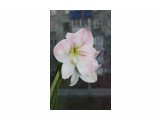 Apple Blossom
Фотограф: Руська

Просмотров: 1421
Комментариев: 0