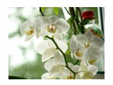 orchid

Просмотров: 2725
Комментариев: 0