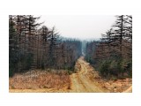 Опала хвоя лиственницы.. рыжие дороги
Фотограф: vikirin

Просмотров: 1748
Комментариев: 0