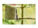 Ополовник
Фотограф: VictorV

Просмотров: 379
Комментариев: 0