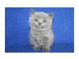Название: кошка 2
Фотоальбом: котята
Категория: Животные

Время съемки/редактирования: 2012:04:15 15:44:52
Фотокамера: Canon - Canon EOS 1000D
Диафрагма: f/4.0
Выдержка: 1/60
Фокусное расстояние: 27/1



Просмотров: 526
Комментариев: 0