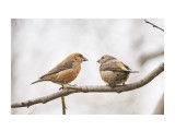 Клесты ))
Фотограф: VictorV

Просмотров: 291
Комментариев: 0
