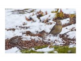 Клёст-еловик
Фотограф: VictorV

Просмотров: 650
Комментариев: 2