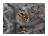 Название: 34
Фотоальбом: скотинки встречные
Категория: Животные

Время съемки/редактирования: 2021:04:24 04:56:10
Фотокамера: NIKON CORPORATION - NIKON D7000
Диафрагма: f/6.3
Выдержка: 10/5000
Фокусное расстояние: 3700/10



Просмотров: 361
Комментариев: 1