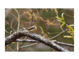 Grey Wagtail
Фотограф: VictorV
Горная трясогузка

Просмотров: 582
Комментариев: 2