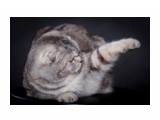 Название: Дея Феникс Диамант - мама котят
Фотоальбом: шотландцы
Категория: Животные

Время съемки/редактирования: 2010:04:17 21:56:34
Фотокамера: Canon - Canon EOS 5D Mark II
Диафрагма: f/9.0
Выдержка: 1/200
Фокусное расстояние: 155/1
Светочуствительность: 100


Просмотров: 928
Комментариев: 4