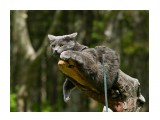 Котофей
Фотограф: Сергей Буркацкий

Просмотров: 1665
Комментариев: 0