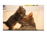 98

Просмотров: 3457
Комментариев: 0