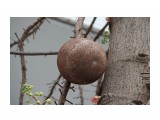Курупита гвианская
курупита гвианская или дерево пушечных ядер

Просмотров: 752
Комментариев: 0