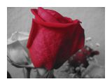 Красная роза
Фотограф: Incomplete

Просмотров: 1276
Комментариев: 1