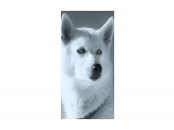 Husky-wallpaper-11328749