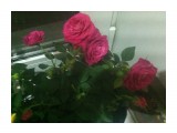 Название: Розовая роза
Фотоальбом: Розы
Категория: Цветы

Просмотров: 723
Комментариев: 0
