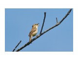 Чернобровая камышевка
Фотограф: VictorV
Black-browed Reed-warbler

Просмотров: 519
Комментариев: 0