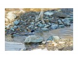 Водные процедуры ))
Фотограф: VictorV

Просмотров: 1266
Комментариев: 0
