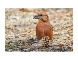 Клёст-еловик
Фотограф: VictorV

Просмотров: 309
Комментариев: 2
