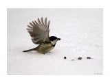 Фото 8
Фотограф: Sv_Nataliya

Просмотров: 1191
Комментариев: 3