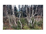 Пляшущий лес на перемычке
Фотограф: vikirin

Просмотров: 1368
Комментариев: 0