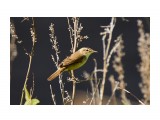 Чернобровая камышевка
Фотограф: VictorV

Просмотров: 474
Комментариев: 0