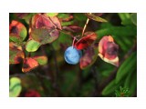 Вкусная синенькая ягодка из голубичных
Фотограф: vikirin

Просмотров: 1870
Комментариев: 0