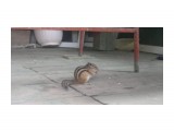 2012-06-18-120
Фотограф: 04

Просмотров: 404
Комментариев: 0