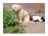 котопёс

Просмотров: 3714
Комментариев: 1