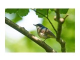 Синий соловей
Фотограф: VictorV
Siberian Blue Robin

Просмотров: 515
Комментариев: 1