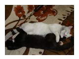 спят усталые котятки...
Фотограф: demon-65

Просмотров: 2839
Комментариев: 3