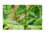 Чернобровая камышевка
Фотограф: VictorV

Просмотров: 239
Комментариев: 0