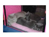 Название: питомник "Soffy"
Фотоальбом: выставка кошек 20.12.09
Категория: Животные

Время съемки/редактирования: 2009:12:20 10:59:10
Фотокамера: Canon - Canon EOS 1000D
Диафрагма: f/5.0
Выдержка: 1/60
Фокусное расстояние: 41/1
Светочуствительность: 400


Просмотров: 959
Комментариев: 7