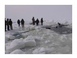 Фото 22
3-4 марта 2005 года мощным льдами у берегу были прижаты 6 косаток. Люди пытались им помочь, но увы! Все животные погибли

Просмотров: 578
Комментариев: 