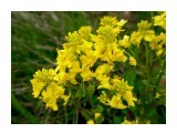 P5310205_н
Сурепка обыкновенная

Просмотров: 334
Комментариев: 0